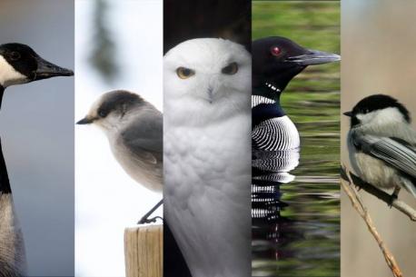 Almost 50,000 online voters participated in the search, and the gray jay actually came in third but was chosen by a panel after discussion and debate. Which of the other contenders (in order of votes) do you think would have made a better national bird?