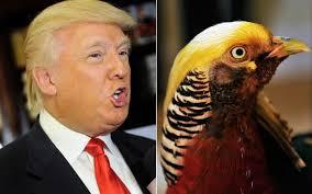 A golden pheasant at the Hangzhou zoo in China has become an international sensation, since many think he's sporting President-elect Donald Trump's signature hairstyle. Photos of the male bird went viral in following the presidential election and are now making their way around the United States. The zoo says more and more tourists are seeking out the enclosure in hopes of catching a glimpse of five-year-old 