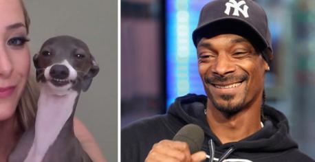 Here are a few more animals and look-a-like famous (or infamous) people. Do you think this dog and Snoop Dogg look alike?
