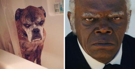 How about this dog and Samuel L Jackson?
