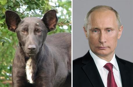 How about Putin and this dog. See the resemblance?