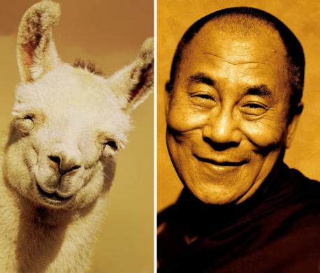 Do you think this happy llama looks like the Dalai Lama?
