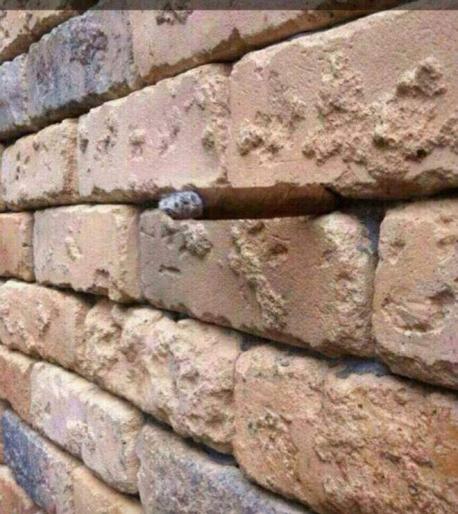 Look at this photo -- what do you see? The photo went viral when U.K. resident Arron Bevin posted it to Facebook. He said it took him 