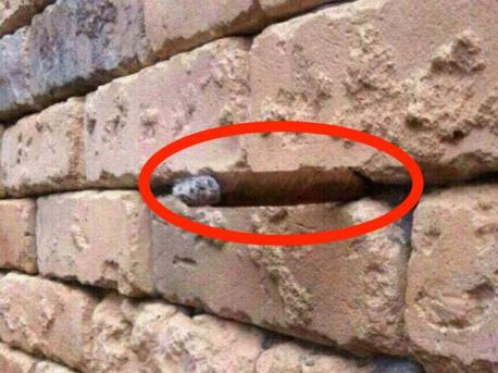 Most people see a brick wall, with a little stone lodged in there. But if you look closely, after a while you may see something else. There's a cigar wedged between the bricks, blending into the shadows. The ashy end of the cigar looks like a grey stone. Did you see it right away, or after looking at it for a while, or did you only see it when your attention was drawn to it?