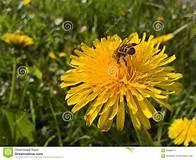 Lawn full of dandelions? Even though your first inclination may be to mow them down, or pull them out, maybe think twice. Dandelions actually provide early spring food for many birds and insects, including bees. Bumblebees, solitary bees and honeybees all visit dandelions for food, along with hoverflies, beetles, and butterflies such as the peacock and holly blue. Goldfinches and house sparrows eat the seed. So, perhaps wait until June when these insects and birds can find other food sources. Do you think you will let your dandelions grow, at least for a while?