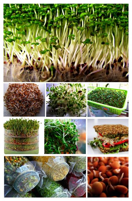 What is your personal favorite sprouting seed?
