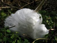 Frost flowers normally occur in the late fall or early winter mornings, the conditions have to be just right to create them. Very thin layers of ice are pushed out from the stems creating wonderful patterns which curl into gorgeous petioles. Have you ever seen a frost flower?