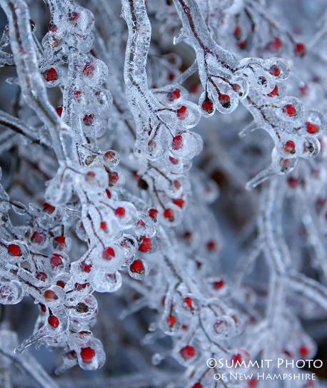 We appreciate the beauty of spring and summer but winter has a beauty all of it's own, just like these frozen berries. Do you enjoy mother natures creations during the winter months?