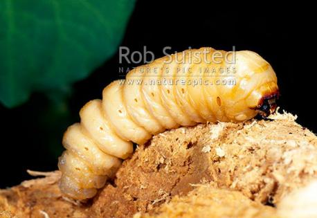 For the past several years we have been seeing these unusual looking grubs at the ranch where I help out. The first time I saw one I ran like a bat out of hell but over the years have got used to them. They come up from under the ground when I clean out the water buckets. No one had a clue what they were, my boss even took one to a biologist who had never seen them before. Last week I happened to be watching the Travel channel and was amazed to see these grubs in a segment about New Zealand. Apparently they are called huhu grubs. I checked on the internet and by all accounts these grubs are only found in New Zealand. Have you ever seen an insect, bird or animal in your area that normally would not be there?