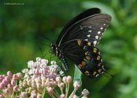 Butterfly Facts