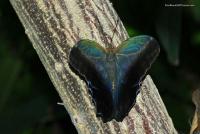 Did you know that most butterflies only live 2-4 weeks?