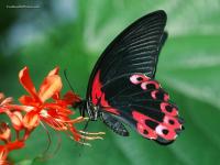 Did you know that butterflies can fly at speeds from 12 -20 mph?