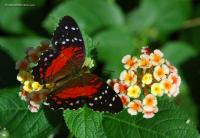 Did you know that most butterflies can only see red, green and yellow shades of color?