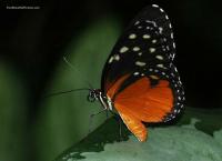 Did you know that butterflies don't actually eat, they drink with their proboscis? It's a strawlike coiled structure that unfurls for them to drink.