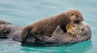 Did you know there are 13 different species of Otters? Sea otters are the only ones to give birth in the water. They carry their pups on their chests for the first 2 months, which is the age pups start diving for their own food.