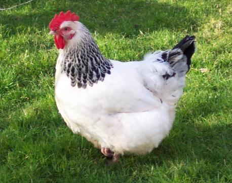 Have you ever raised chickens or had one as a pet?