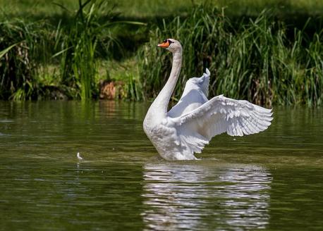 What is a female swan called?