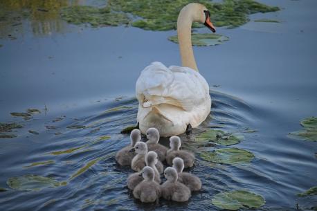 What are baby swans called?
