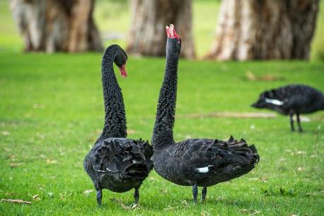 What is a group of black swans called?