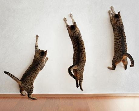 Have you ever seen a cat attempt to jump up a wall, repeatedly?