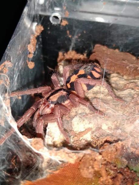 If you have a dream tarantula and funds were not an issue, what one would you get?