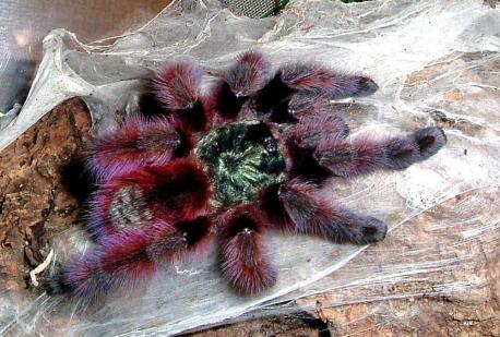 Although they look scary, they really are cool and sometimes very beautiful! This particular tarantula (Carabena Versicolor) spends its first year a beautiful, bright blue color then slowly changes to this gorgeous, multi-colored adult. Is it not beautiful for a tarantula?