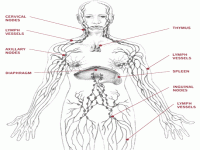 Rebounding also moves the lymph system. Our bodies are made up of a network of organs, nodes, ducts, and vessels that produce and transport lymph from tissues to the bloodstream. The lymph system is a major component of the immune system. Unlike blood, which is pumped by the heart, the lymph system has no pump and can only be moved by exercising and moving. Rebounding also detoxes the body. While rebounding, the rate of lymph flow can increase by 14 times, helping to flush toxins and debrit from the body. Do you look for ways to detoxify your body?