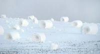 What other names are snow rolls known by?