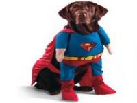 Do you think it's okay to dress your dog up in a costume for Halloween?