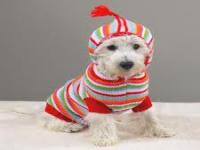 If you own a pet, do put them in a sweater or coat for walks when it's cold out?