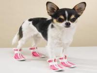 If you DO put your dog in a sweater/coat for walks, do you also put shoes on them?