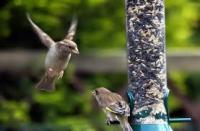 Do you have birdfeeders around your home that you fill with seeds or other bird treats?