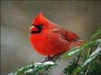I love it when cardinals come to my feeder, especially the males who are bright red. Are any of these birds your favourites?