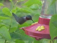 Do you put out special feeders for hummingbirds?