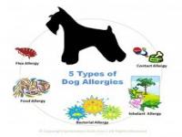 I have 3 dogs and 1 of my dogs suffers from terrible allergies every summer and fall. Do you have a dog that suffers from allergies?