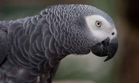 The African Grey Parrot, also known as the Congo Grey Parrot, is a popular pet and can be found all over the world, so it's quite well known. What color is the African Grey Parrots' tail?
