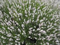 Lavenders mainly have purple flowers but have you ever seen white lavender?