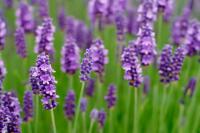 Do you have lavender in your yard?