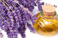 Do you know that lavender has many beneficial uses? e.g. lavender oil...