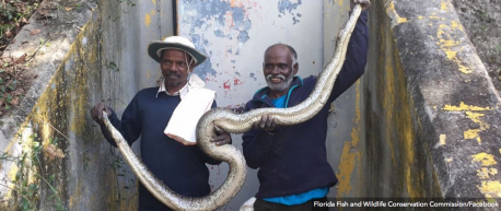 (Source: Upworthy) The Everglades is famous for it beauty, but it has a serious problem: invasive giant snakes. Now Florida's trying out a new tactic: bringing in world-famous snake hunters from India. Do you think this tactic will work as well as they hope?