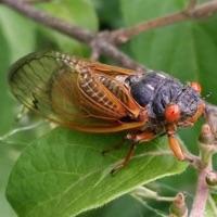 The way to tell the annual and periodical cicadas apart is that the periodicals tend to emerge in the spring and the annuals will emerge later in the summer in August. There are numerous species of annual cicadas, many of them are large and greenish. Periodical cicadas are smaller and mostly black with bright red eyes and orange tinged wings and legs. Are you aware of these facts?