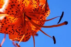 Tiger_Lily profile photo