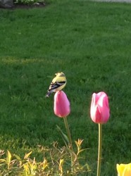 mchandi profile photo