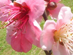 sajeffe profile photo