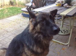 Noubarian profile photo