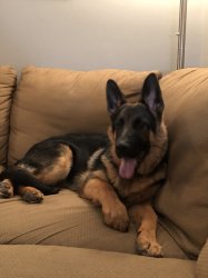 FauMi001 profile photo