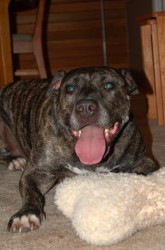 pitbullbabe profile photo