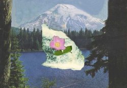 cascade_wild_rose profile photo