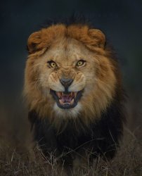 bigbro profile photo