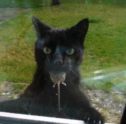 alycats profile photo